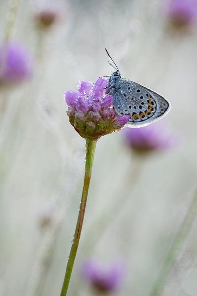 Heideblauwtje op engels gras van Francois Debets