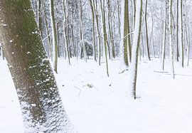 De Strubben-Kniphorstbosch - Schipborg - Drenthe (Netherlands) by Marcel Kerdijk