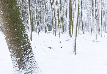 De Strubben-Kniphorstbosch - Schipborg - Drenthe (Niederlande) von Marcel Kerdijk