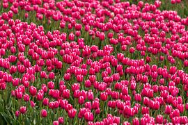 Tulip field by Merijn Loch
