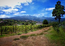 The vineyard of Quinta Do Furão by Maickel Dedeken