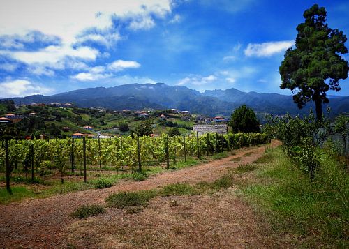 De wijngaard van Quinta Do Furão