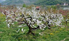 flowering cherry tree 