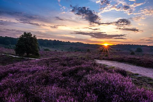 Heidefotografie - Posbank 2021
