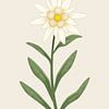 Edelweiss, illustration botanique dans un style minimaliste sur Eduard Broekhuijsen