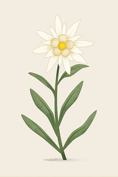 Edelweiß, botanische Illustration im minimalistischen Stil von Eduard Broekhuijsen