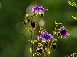 Akelei im Gegenlicht.