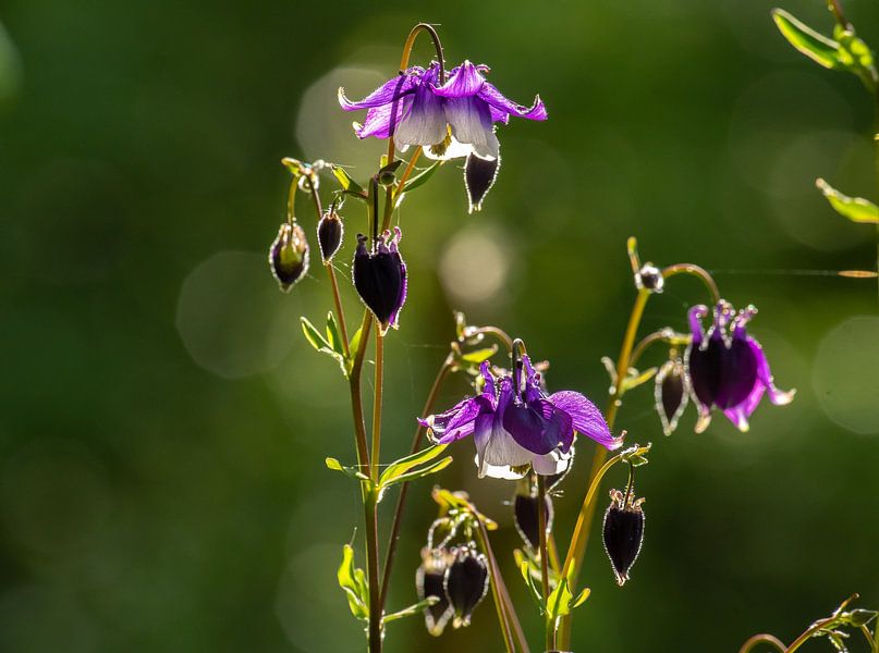 Akelei im Gegenlicht. von Harry Punter