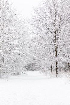 Serenity in the Snow: A Fresh Start