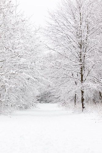 Sérénité dans la neige : un nouveau départ