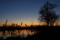 Natural silhouette