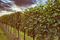 Vine