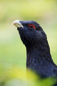 Auerhoen ( Tetrao urogallus ), close-up, gedetailleerd kopportret, Europa.