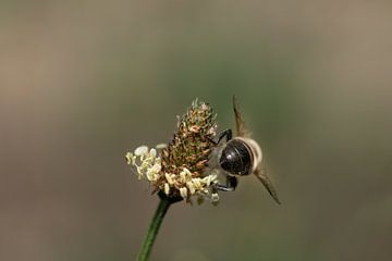 De rug van een zweefvlieg op een wilde bloem van Ulrike Leone