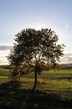Baum im Herbst im Gegenlicht