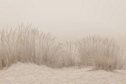 Duingras Beige