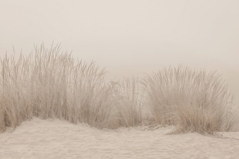 Dunes Grass Beige by Monika Strigel