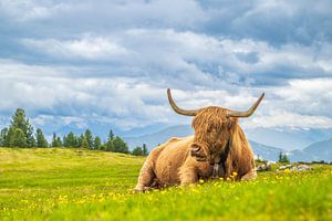 Schottische Hochlandrind auf einer Weide in den Alpen