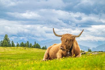Schotse hooglander rust uit op een weide in de Alpen