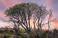 Un arbre sombre dans un environnement naturel coloré par Steven Dijkshoorn Aperçu