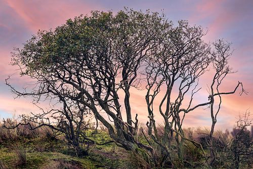 Un arbre sombre dans un environnement naturel coloré