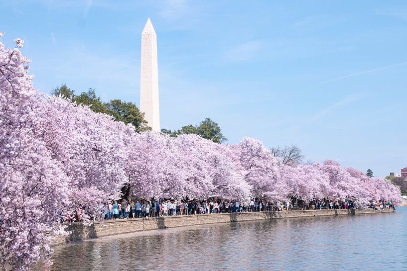 Washington DC by Hello Pompoyo