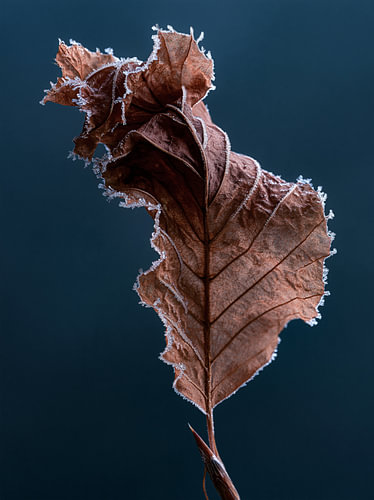 Frozen Autumn in Silence