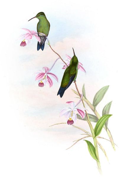 Erythonote von Saucerotte, John Gould von Hummingbirds