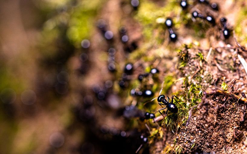 King off the Hill Ant by Baris Arkin