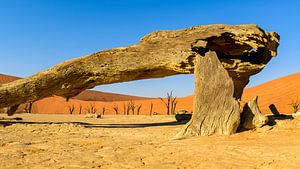 Toter Baum im Dead Vlei
