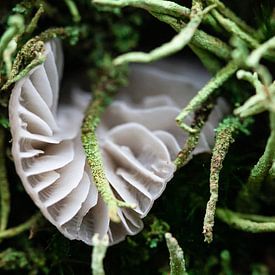 Les champignons relient la forêt sur Ruud Jansen