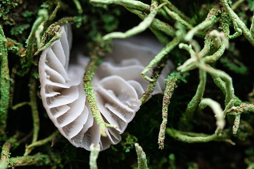 Fungi connect the forest
