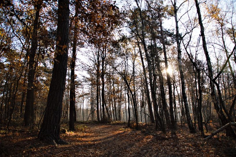 Hoge Bomen in de Zon (Herfst) von DoDiLa Foto's
