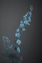 Flower van Carla Van Iersel thumbnail
