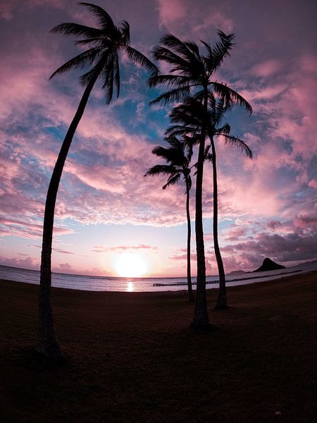 Hawaii by Hello Pompoyo