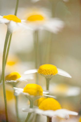 camomile
