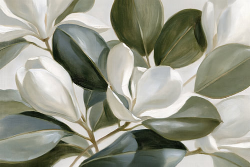 Softe Abstract Magnolia