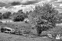 "Nature seen achromatically"