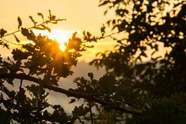 Autumn sunset with warm orange light behind green leaves