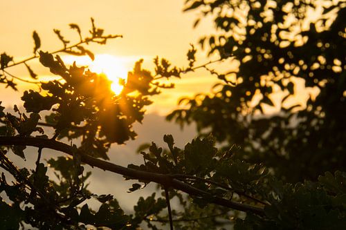 Herfst zonsondergang met warm oranje licht achter groene bladeren