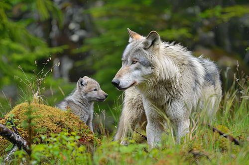 schilderij van wolven