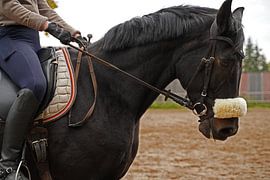Training with the Bayer black horse Baveria on a riding arena in autumn