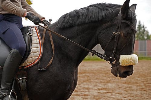 Training met het Beierse zwarte paard Baveria op een rijbak in de herfst