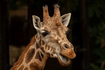 Giraffe zegt hallo van Arnold van der Horst