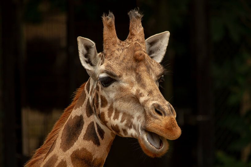 Giraffe zegt hallo par Arnold van der Horst