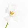 Tulip white to white by Klaartje Majoor