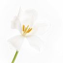 Tulpe weiß bis weiß von Klaartje Majoor Miniaturansicht