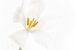 Tulip white to white van Klaartje Majoor