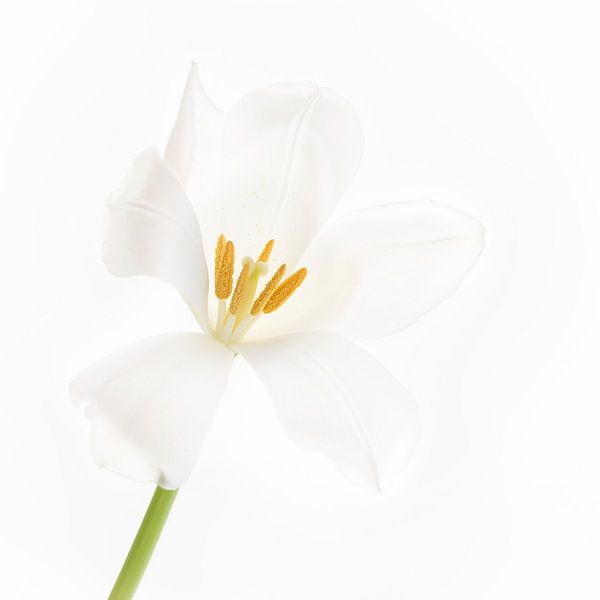 Tulipe blanche à blanche par Klaartje Majoor