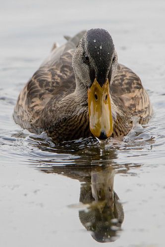 Just a beautiful duck